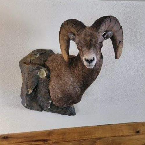 Mount Portfolio