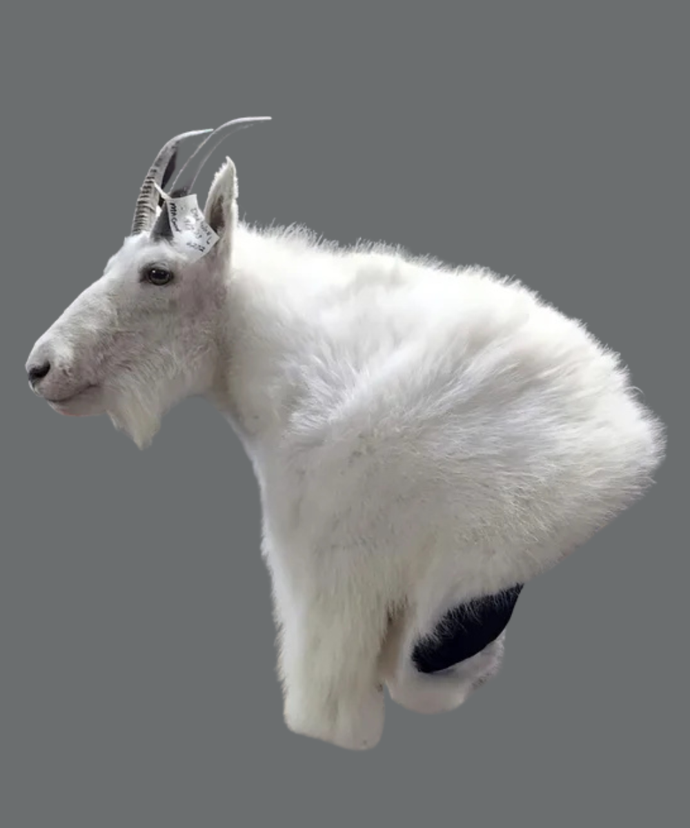 Mount Portfolio