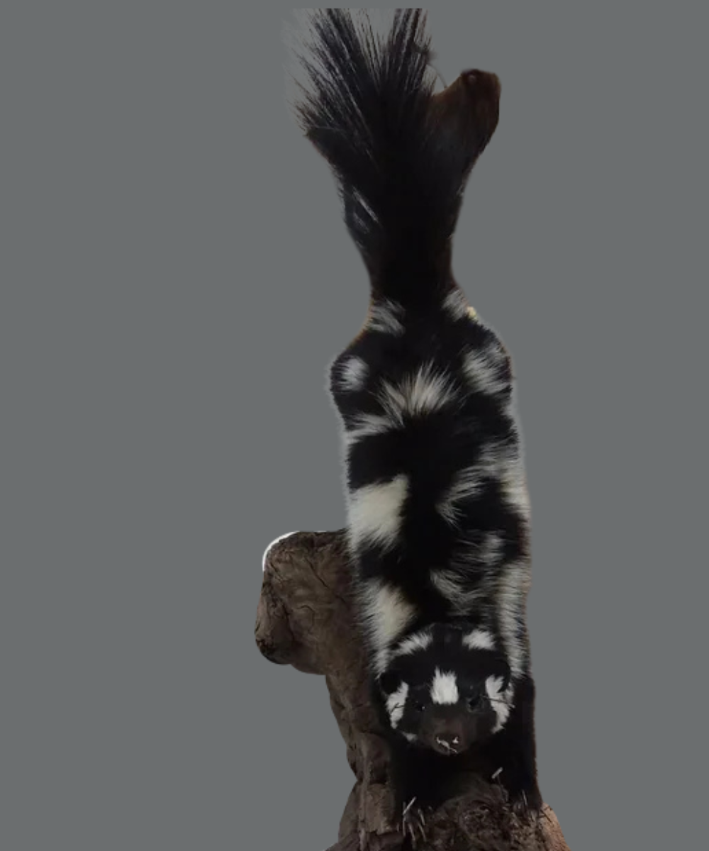 Mount Portfolio
