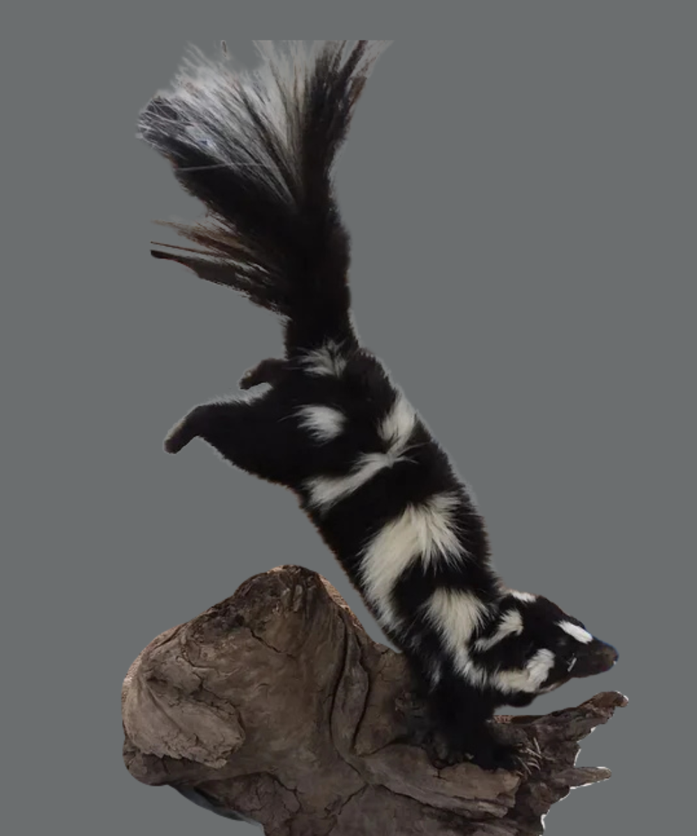 Mount Portfolio