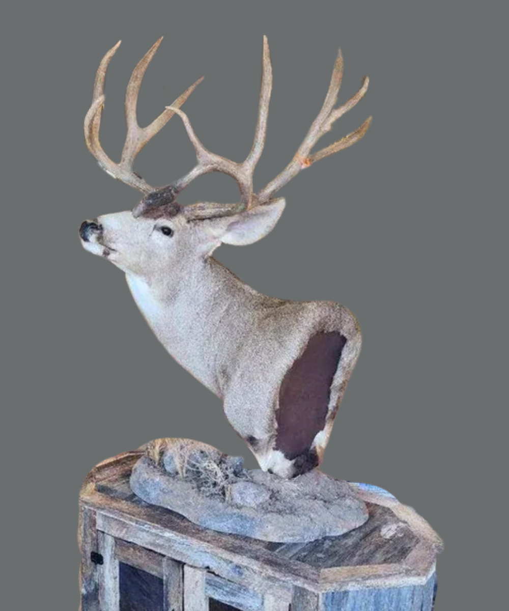 Mount Portfolio