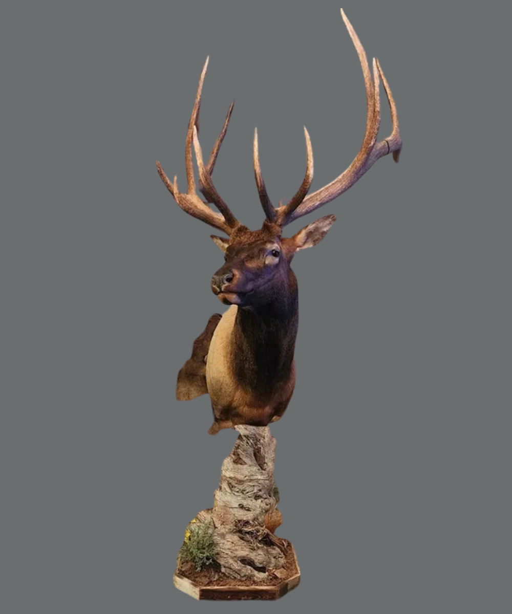 Mount Portfolio
