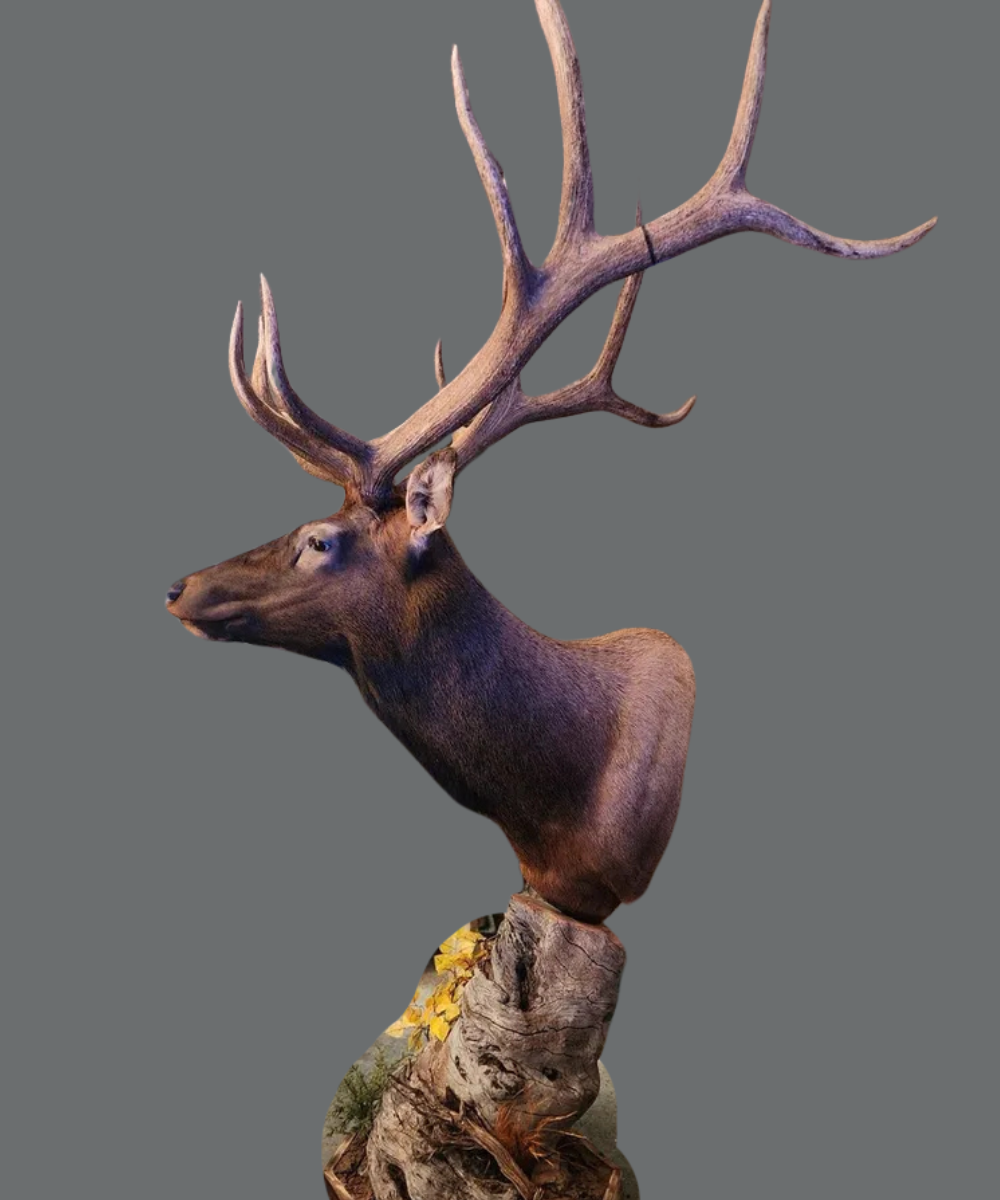 Mount Portfolio