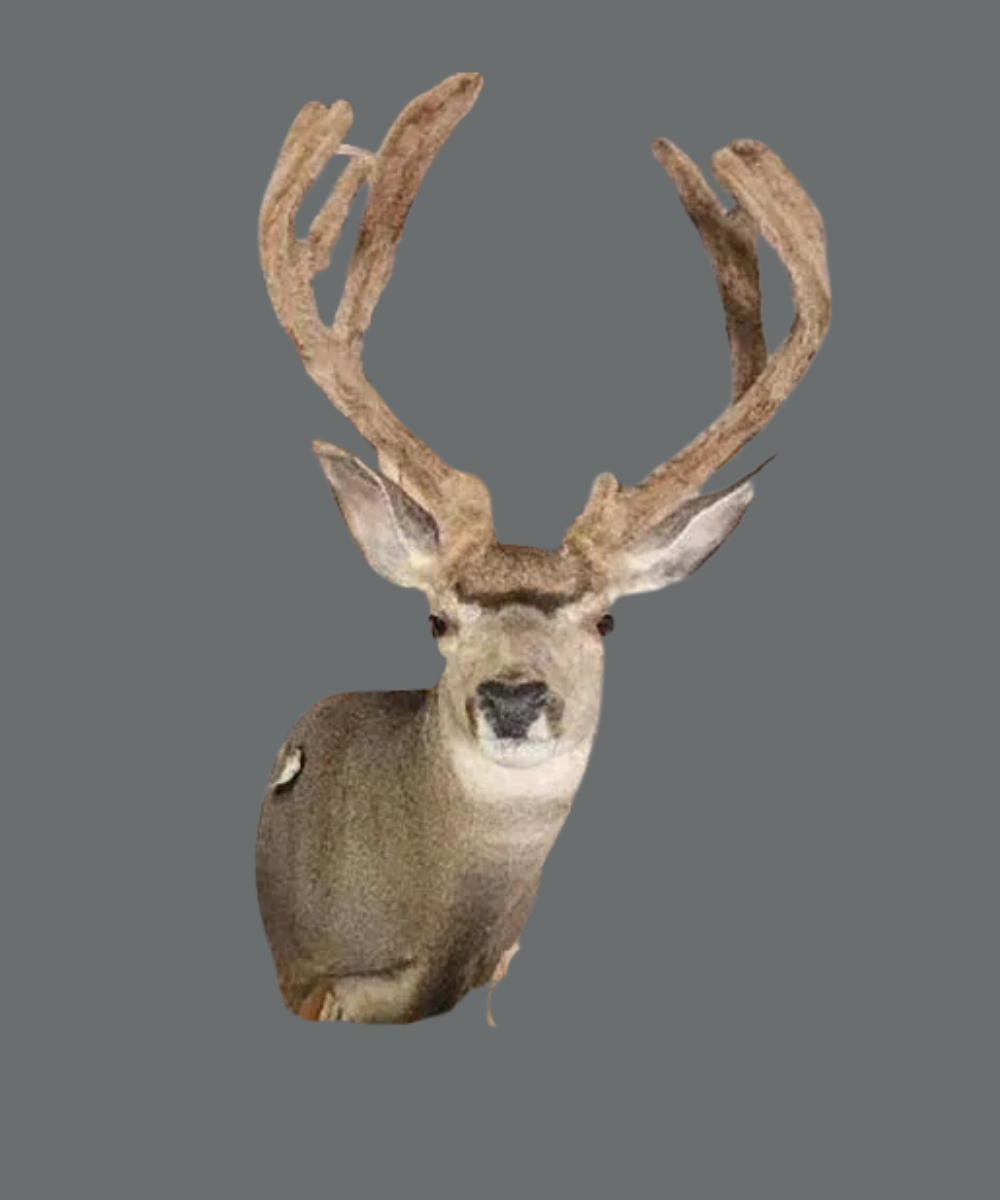 Mount Portfolio