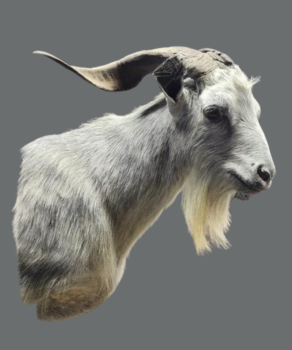 Mount Portfolio
