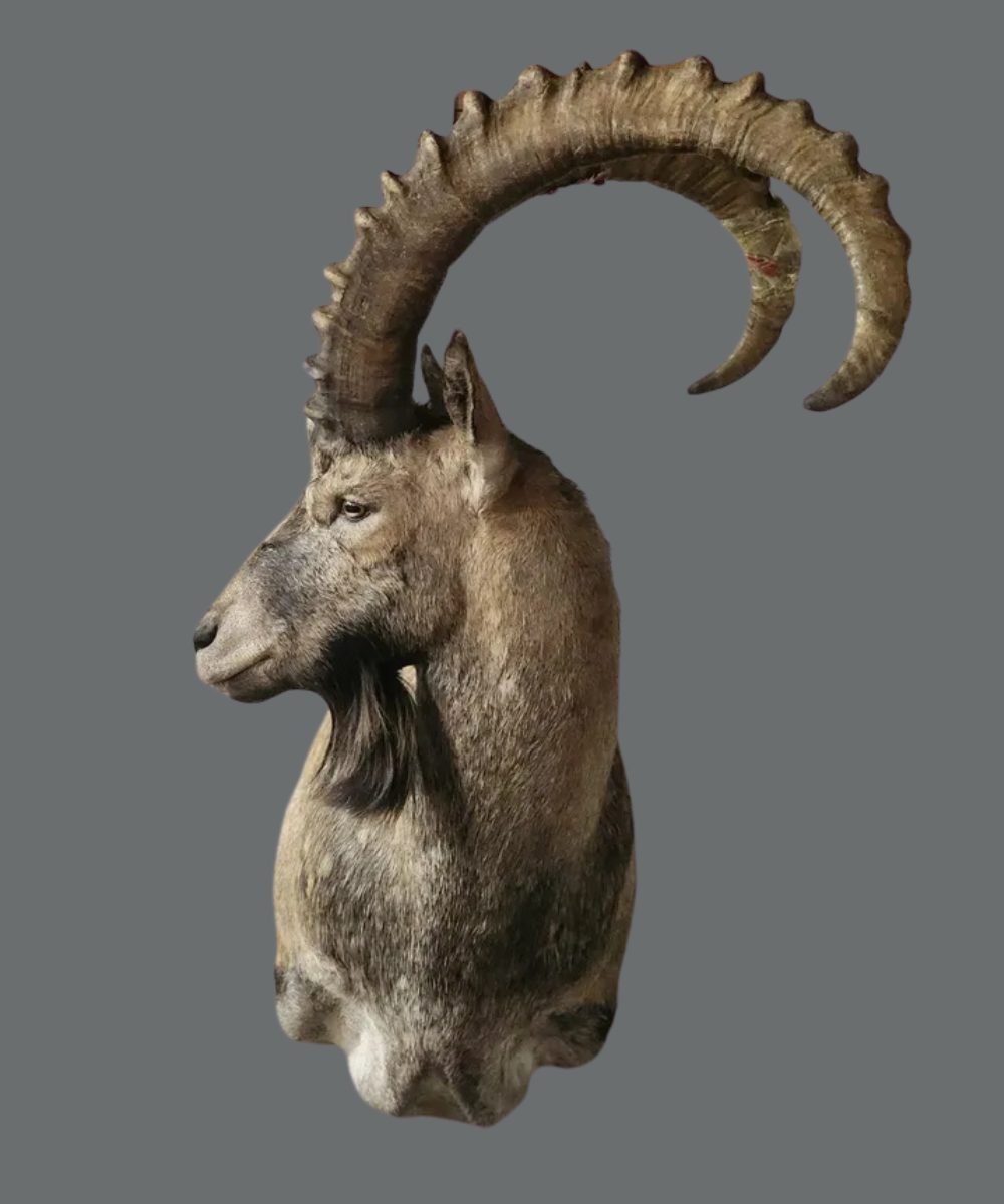 Mount Portfolio