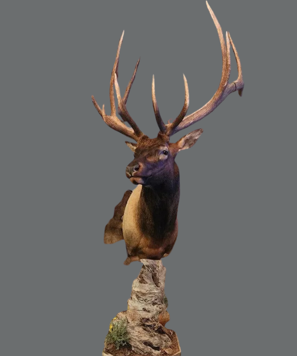 Mount Portfolio