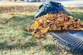 Rake beside a pile of autumn leaves and a black trash bag on a grassy lawn Rake beside a pile of autumn leaves and a black trash bag on a grassy lawn