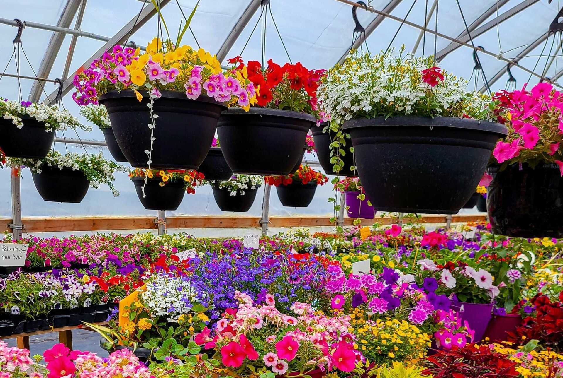Berry Barn Greenhouse