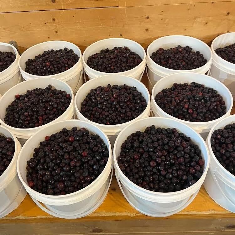 Fresh Strawberries