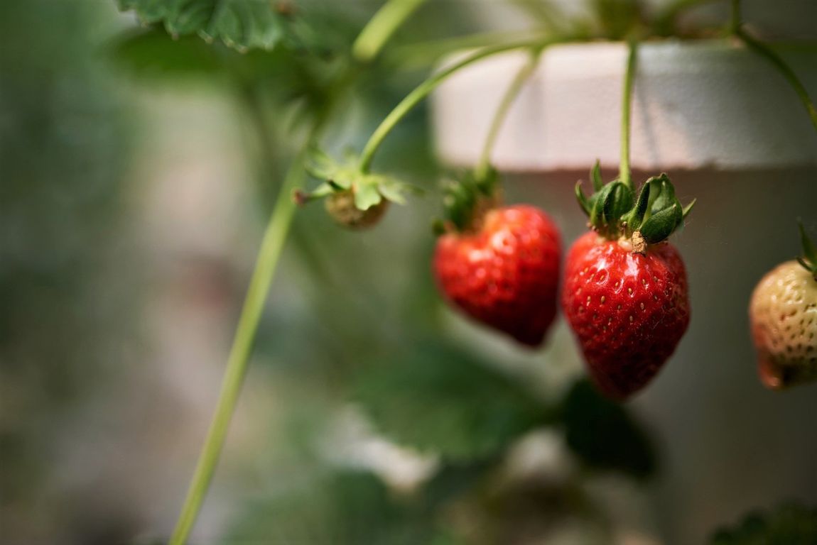 Hydroponic Strawberries photo