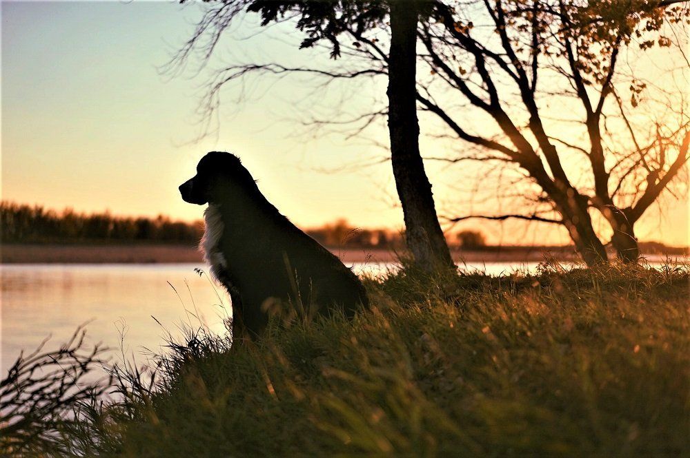 Dog silhouette in front of river photo