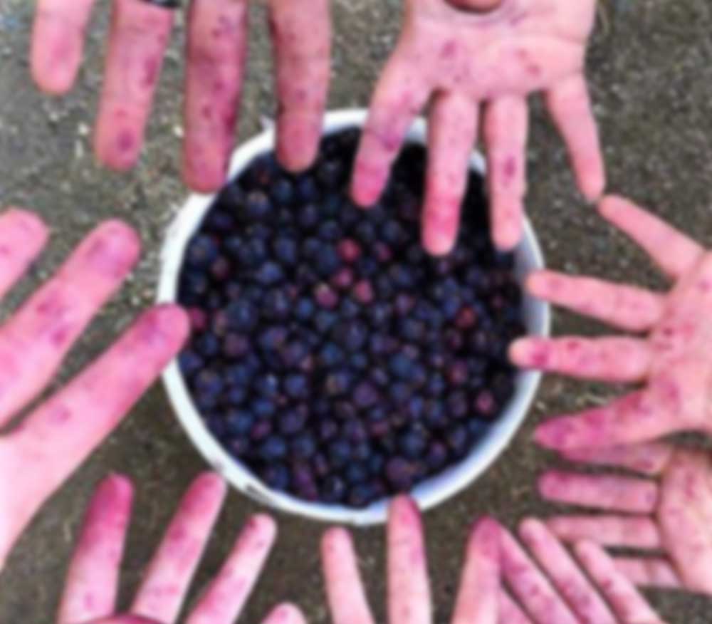 U-Pick Berries photo