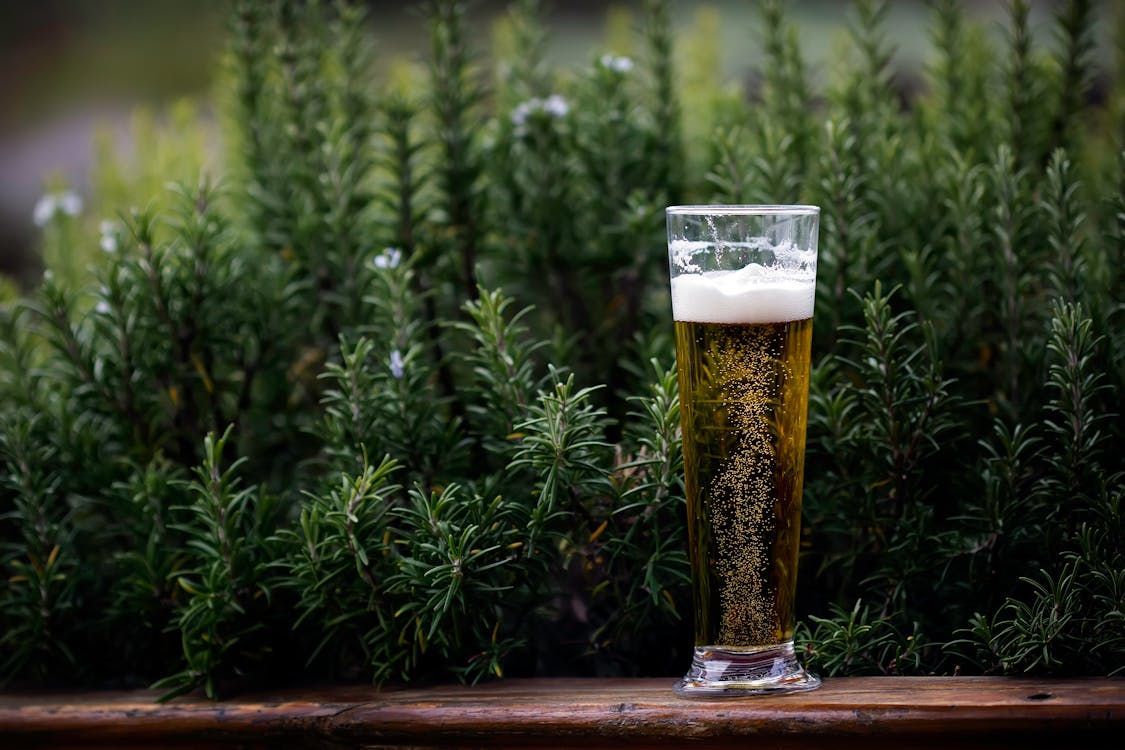 A glass of beer is sitting on a wooden table in front of a bush.
