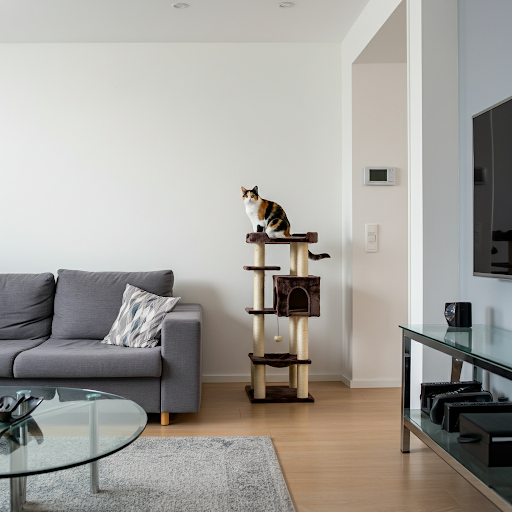 Clean living room with a fluffy cat lounging on a cat tree in the corner