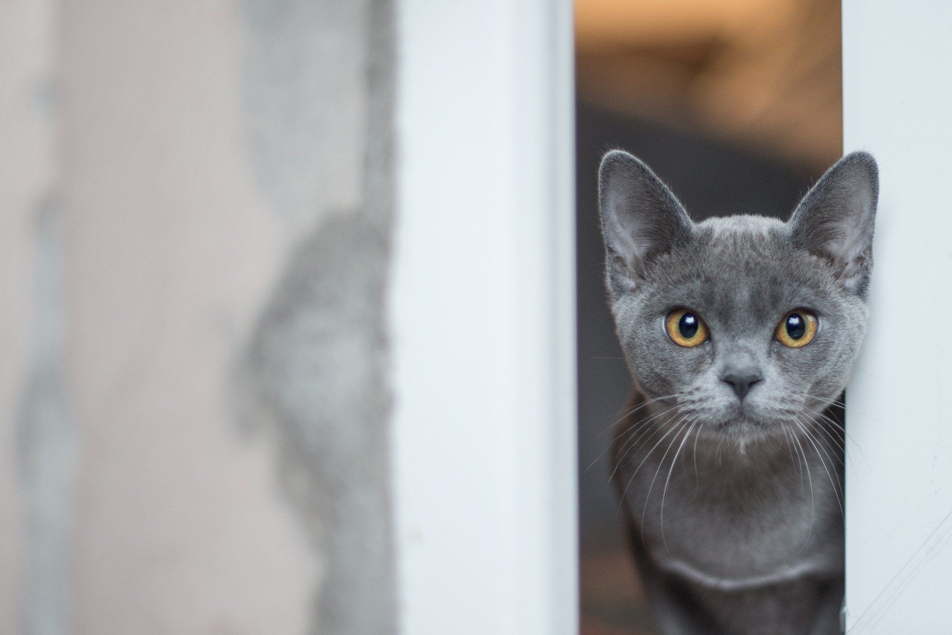 A gray cat is peeking out from behind a white fence.