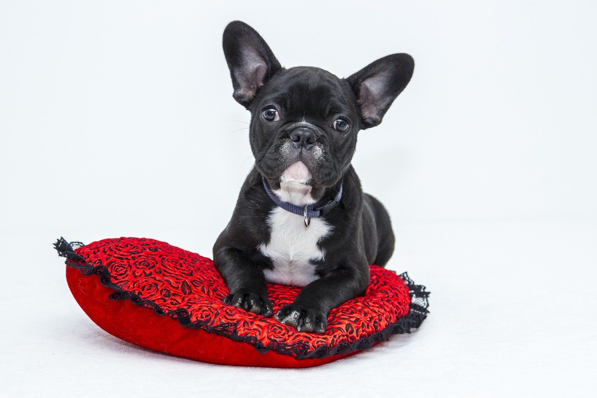 A black and white french bulldog puppy is laying on a red pillow.