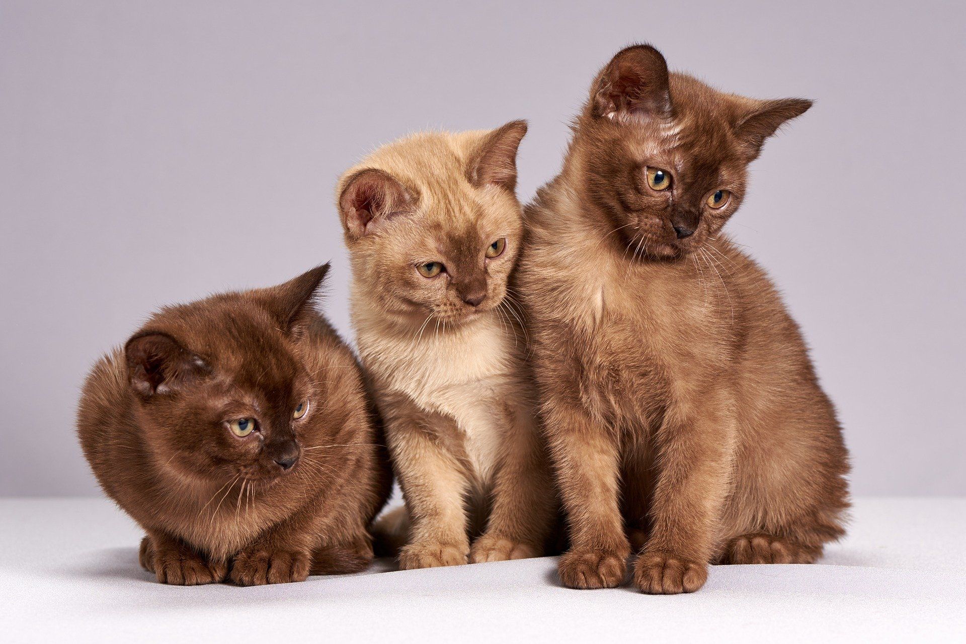 Three brown kittens are sitting next to each other on a white surface.