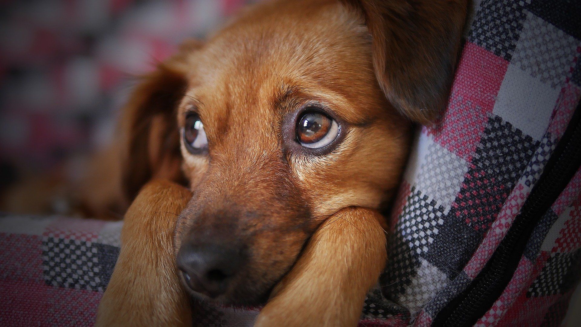 A brown dog is laying on a plaid blanket with its head on its paw.