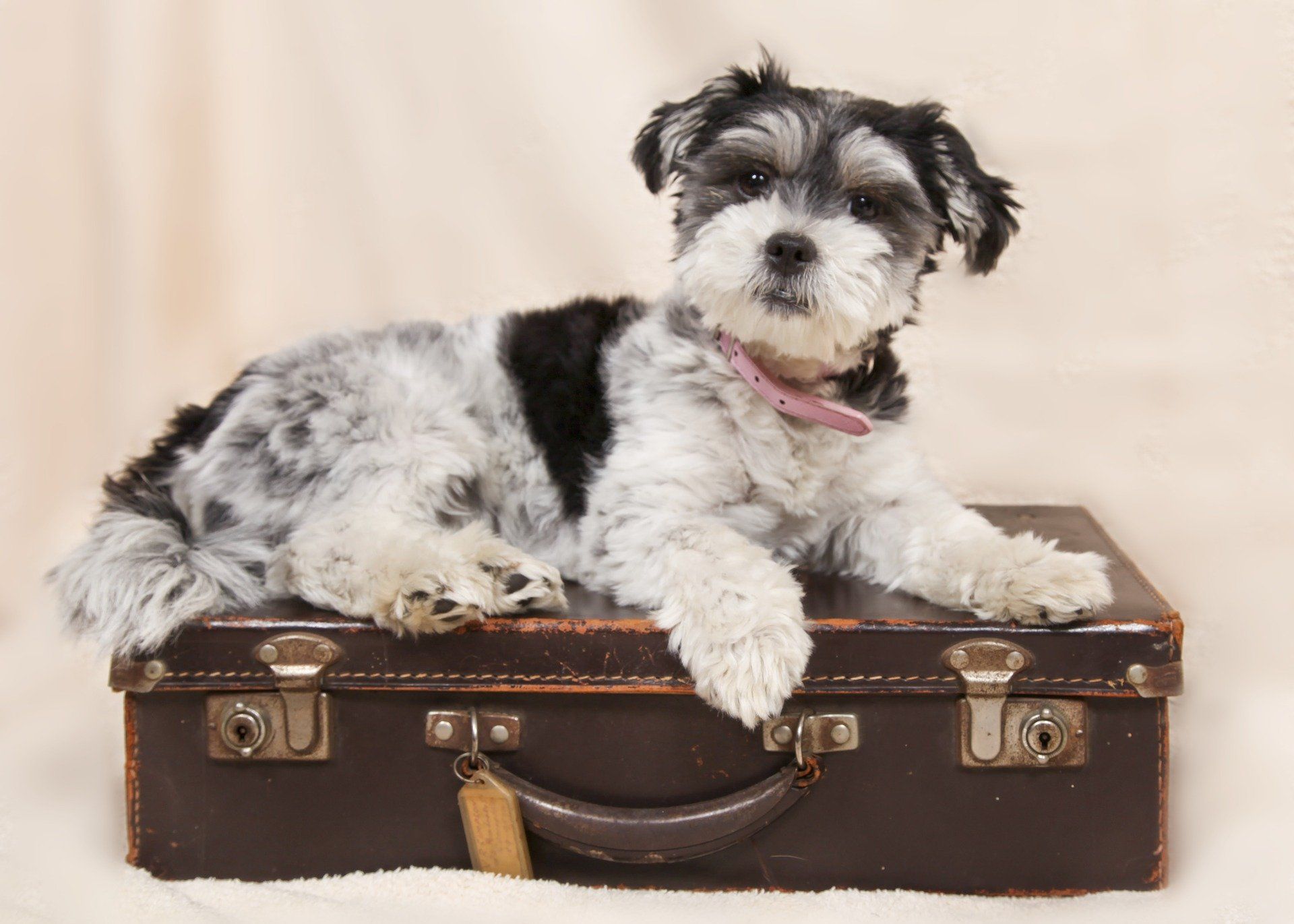 A small black and white dog laying on top of a suitcase