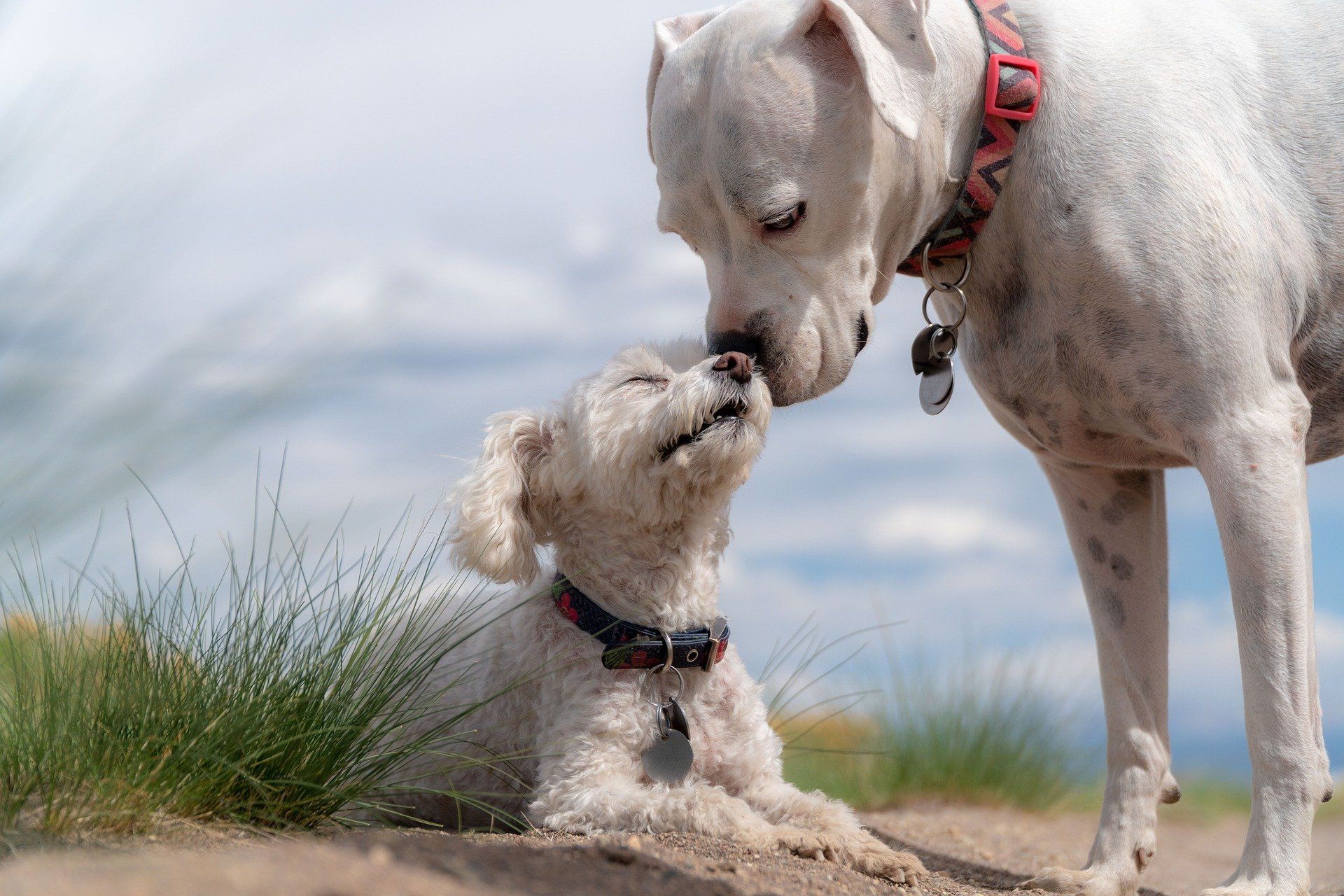 A white dog is licking another white dog 's nose.