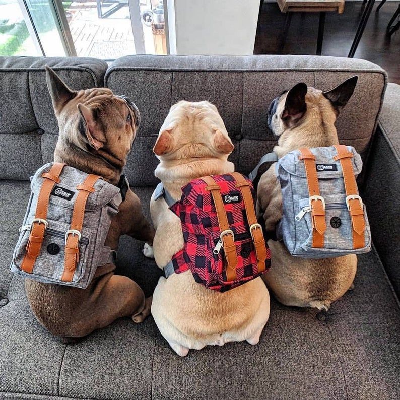 Three french bulldogs wearing backpacks are sitting on a couch