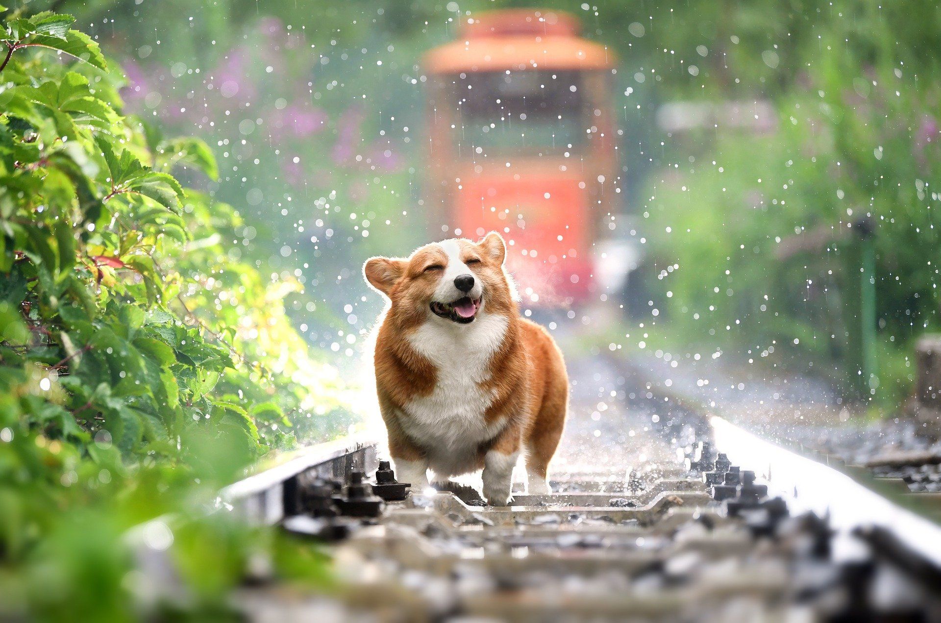 A corgi dog is running on train tracks in the rain.