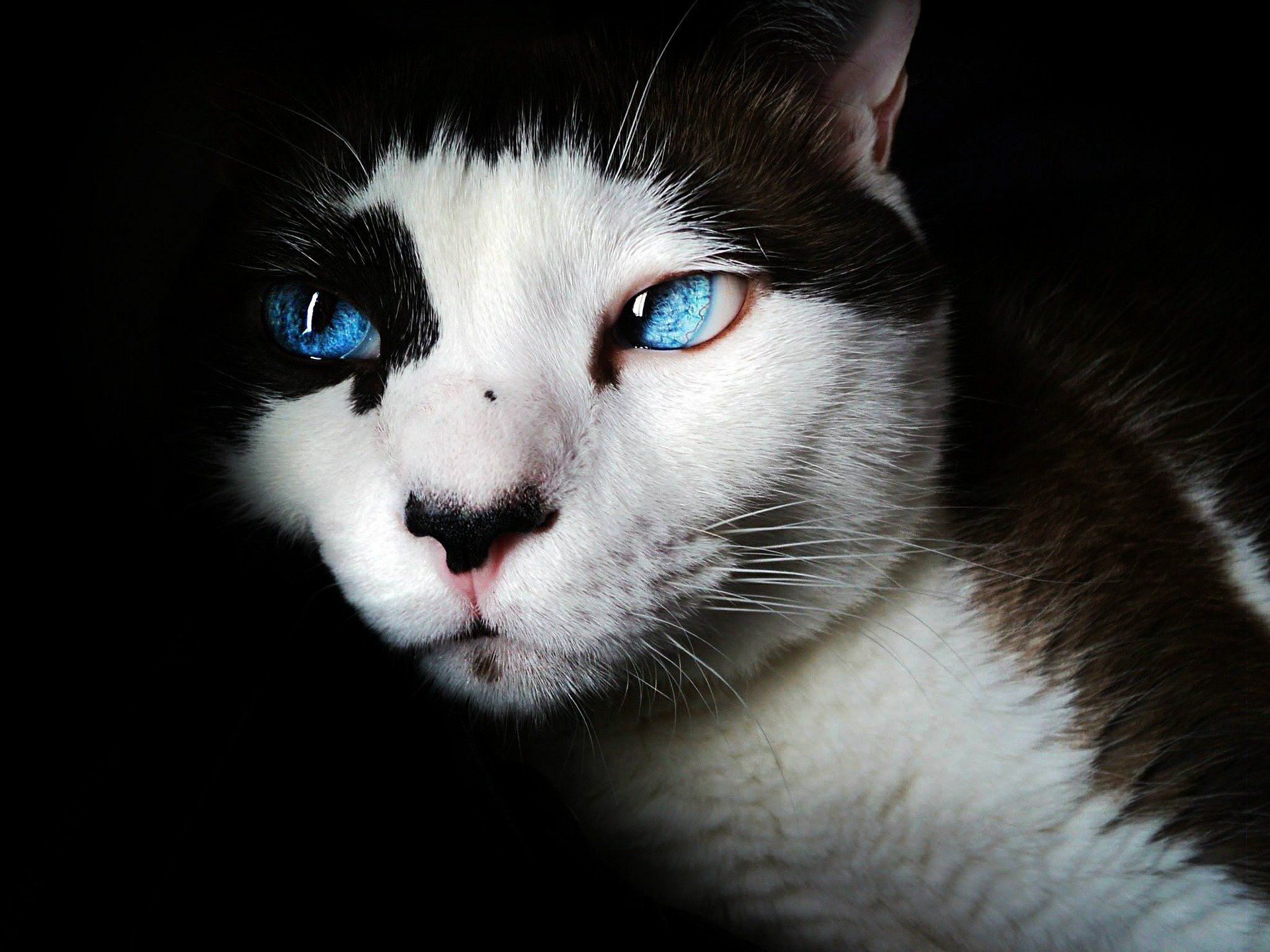 A close up of a black and white cat with blue eyes