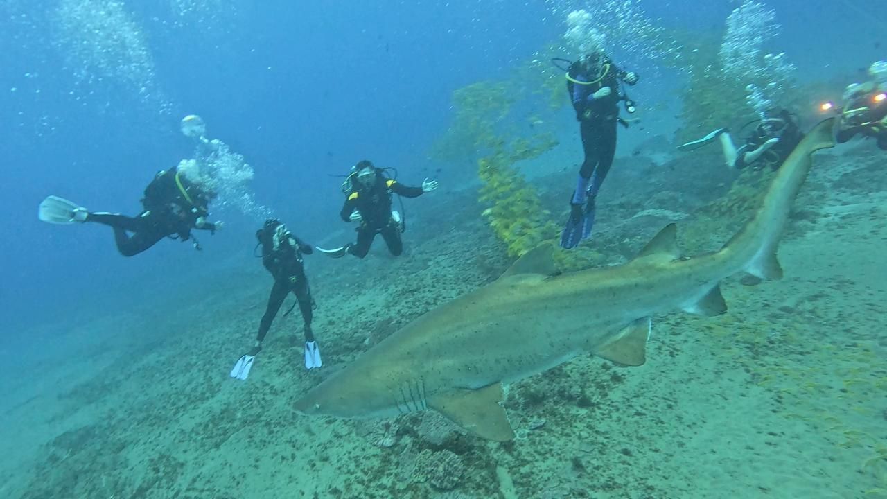 Divers swim near a large shark underwater, bubbles rising.