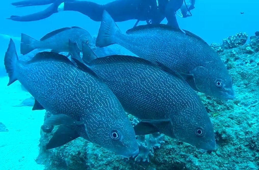 Group of dark fish swimming near a coral reef with a diver above.