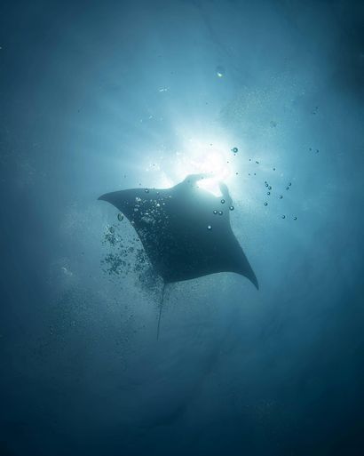 Manta ray swims in deep blue water toward bright sunlight. Bubbles rise.