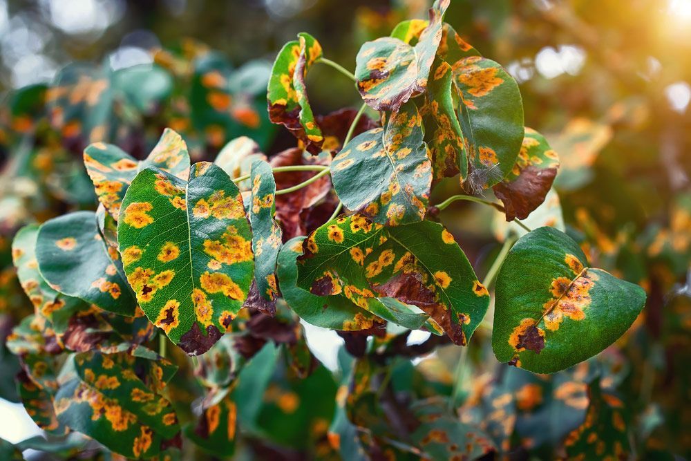 A Leaf Spot Disease