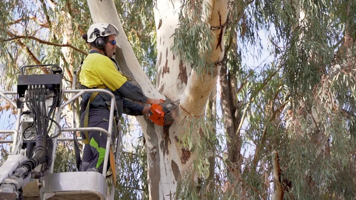 Arborist Cutting a Tree Using a Chainsaw