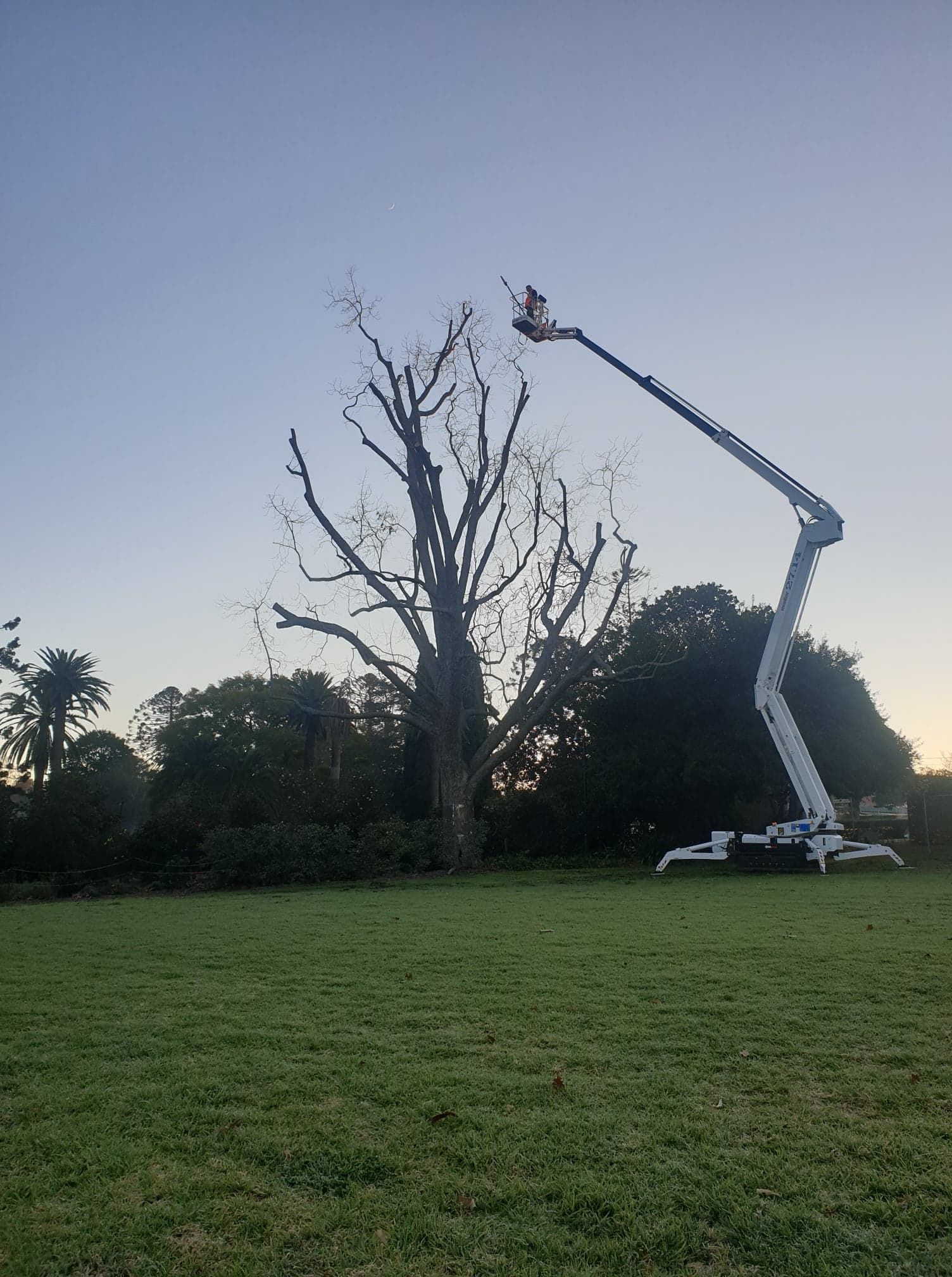 Digging out of Trunk and Roots with Mini Excavator — Arborist in Biloela, QLD