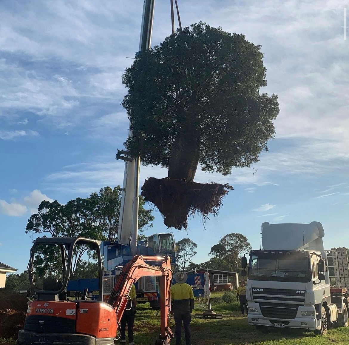 A large tree is being lifted by a crane