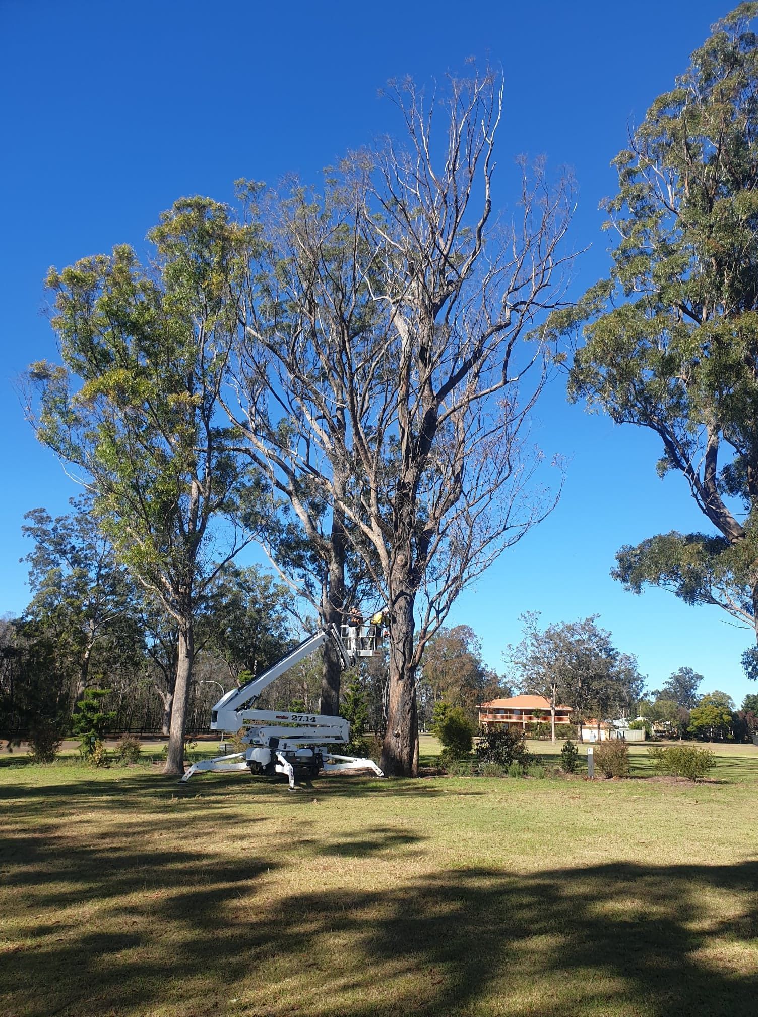 A white crane is cutting a tree in a park.