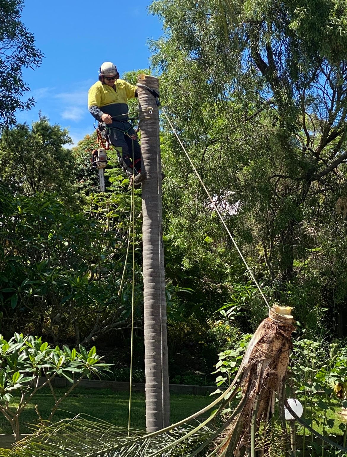 tree removal from top to bottom
