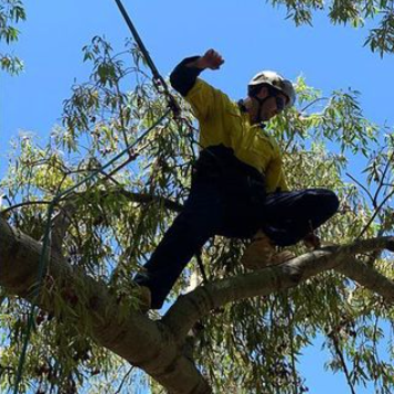 Man on a tree cutting down trees with safety gears