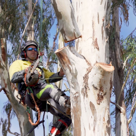arborists cutting down trees