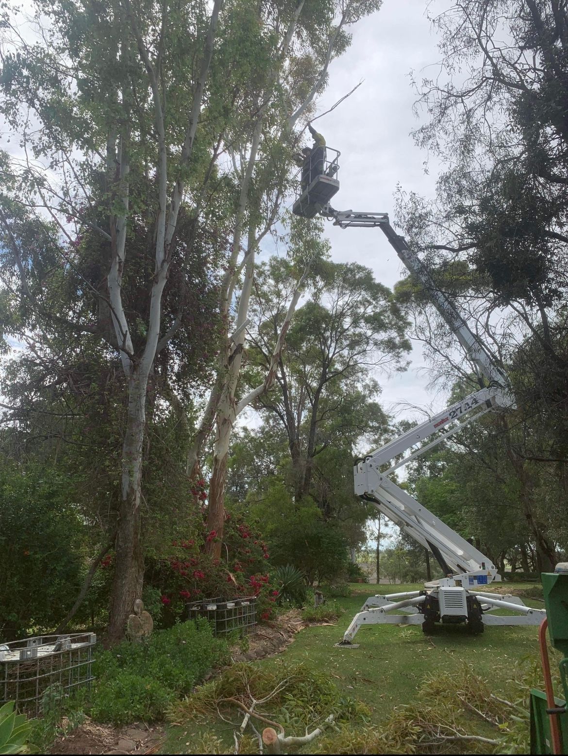 Tree Stump in the Forest — Arborist in Highfields, QLD