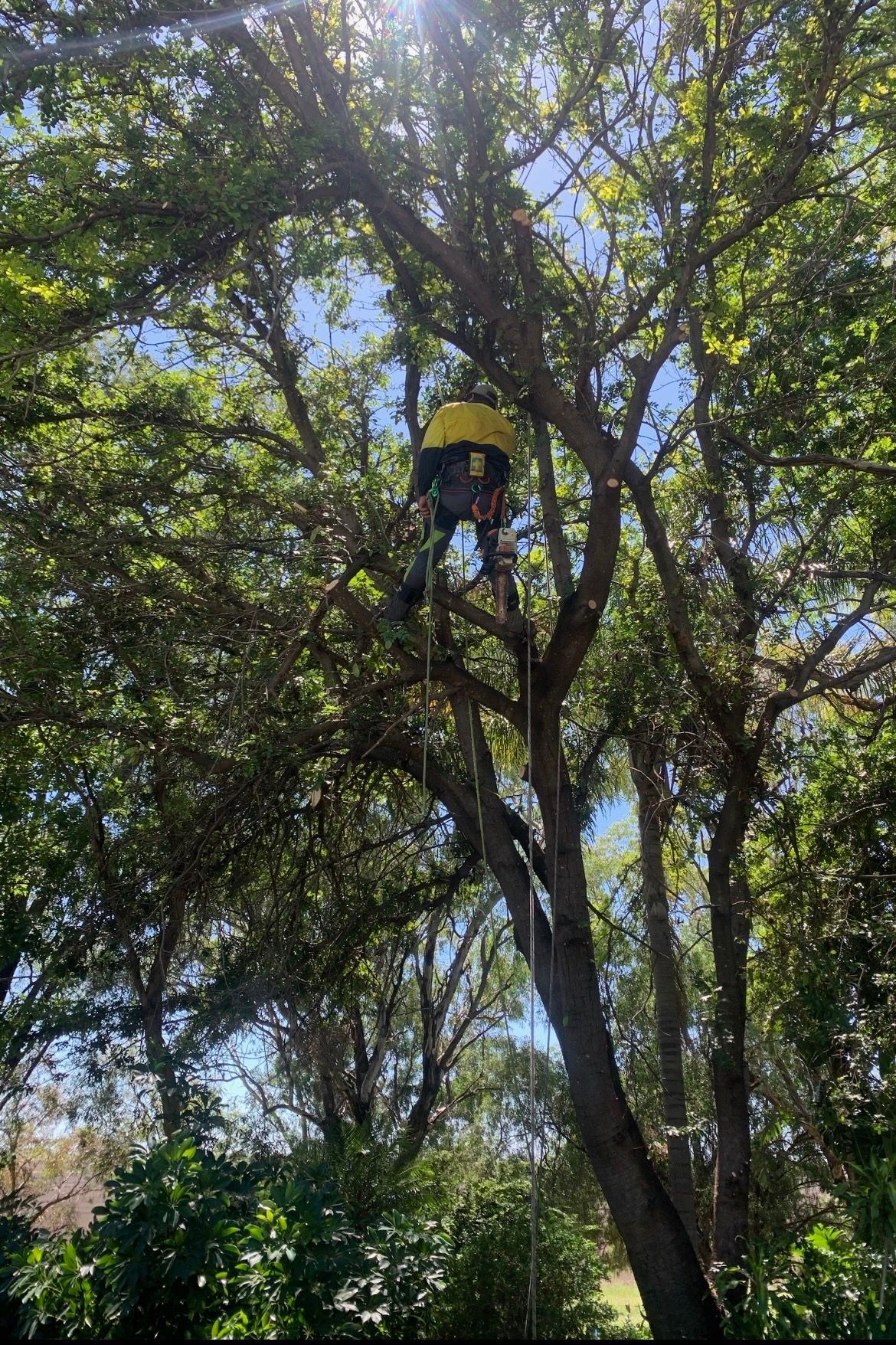 Arborist Standing against Two Big Trees — Tree Loppers in Toowoomba Region
