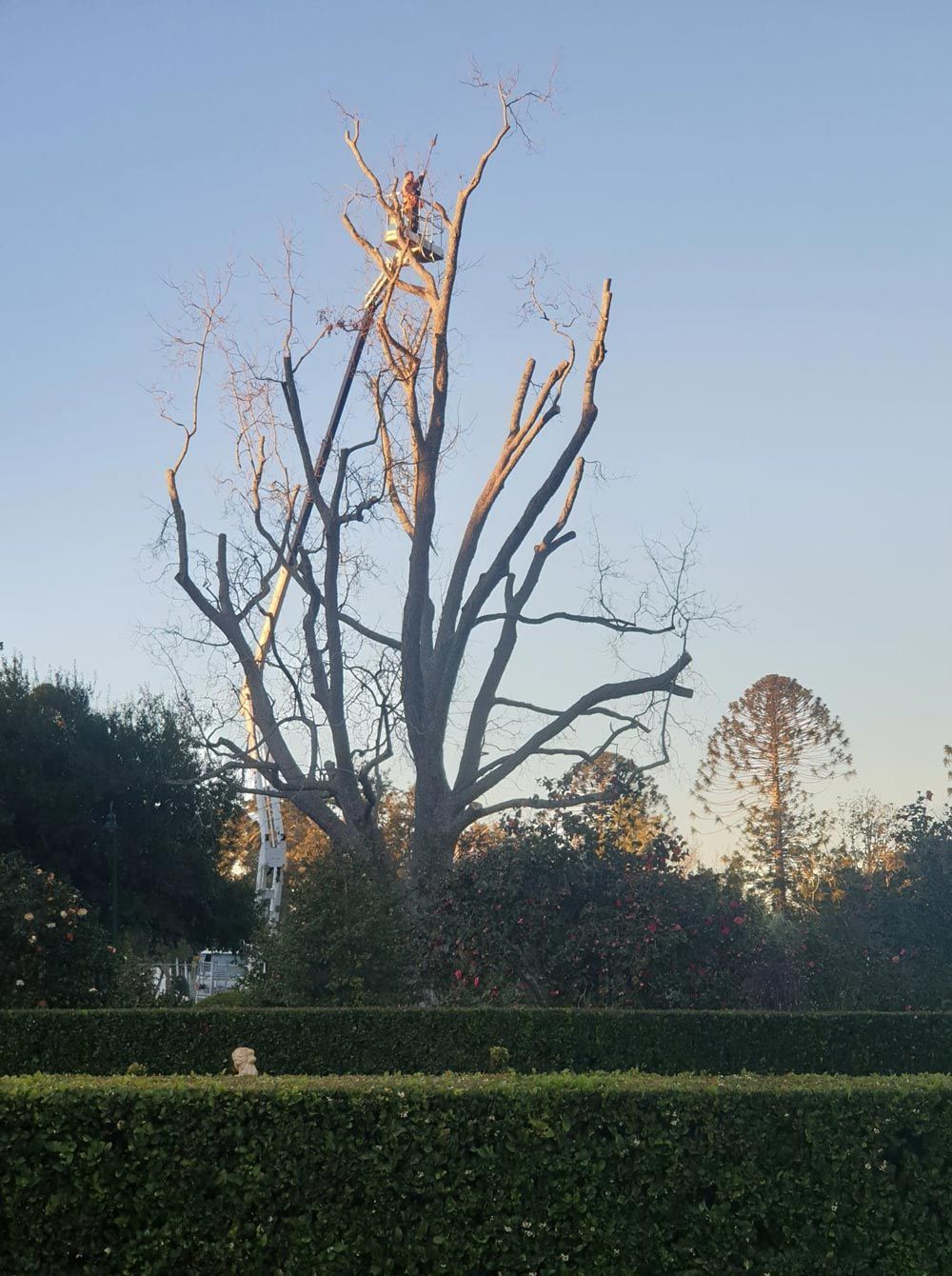 Dead Tree Removal Process