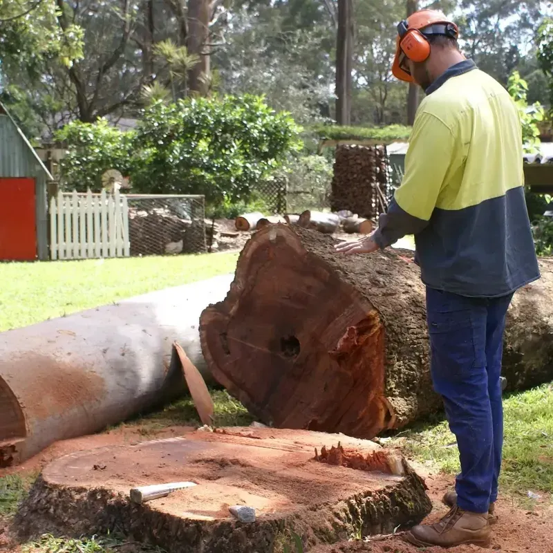 Man Standing In Front Of Cut Down Tree — Stump Grinding Toowoomba Region