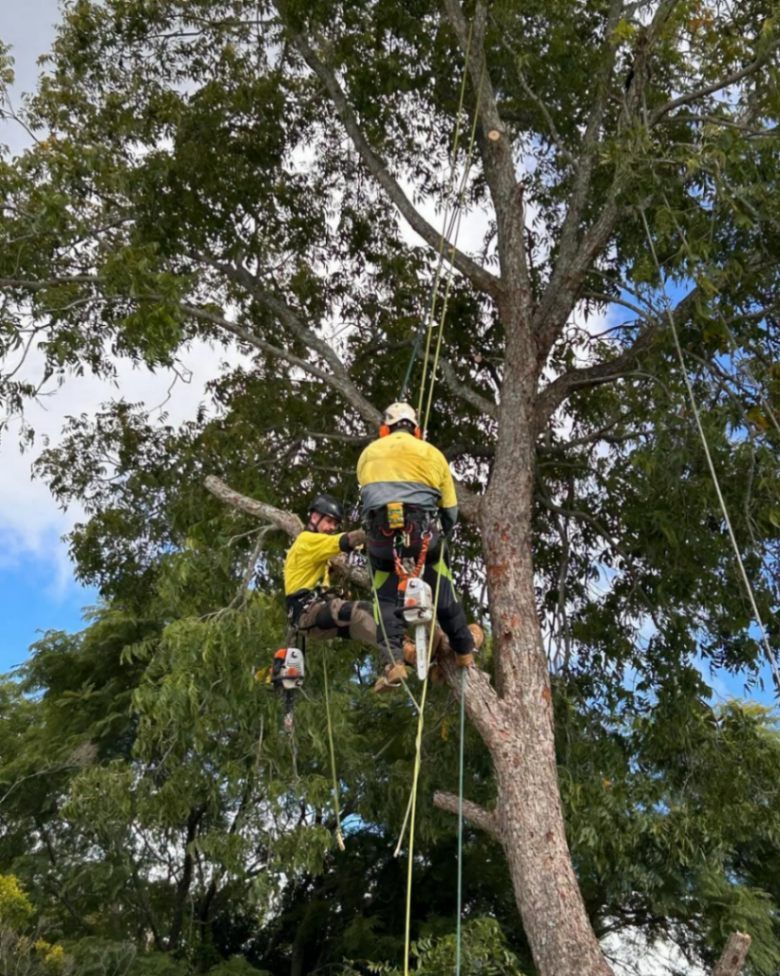 Tree Pruning Process