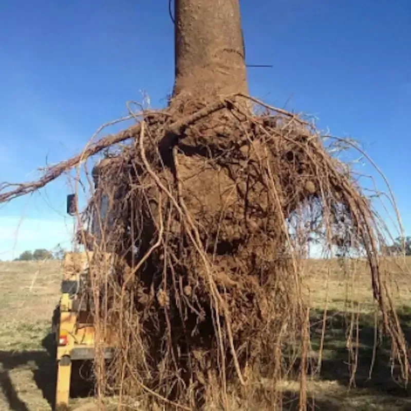 The roots of a tree are visible in a field.