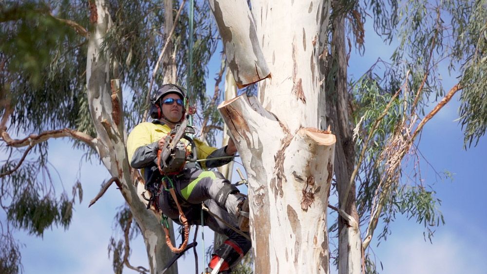 Tree Removal After Storm