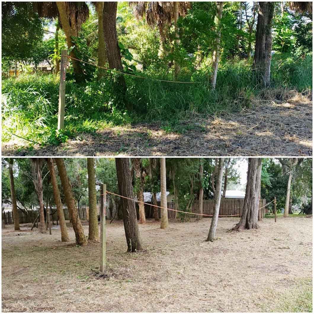 A before and after picture of a lush green forest.
