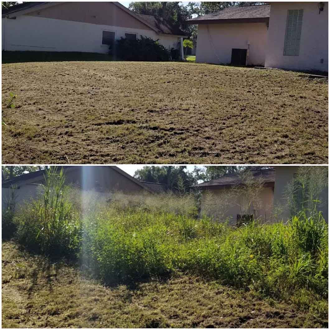 A before and after picture of a lawn with a house in the background.