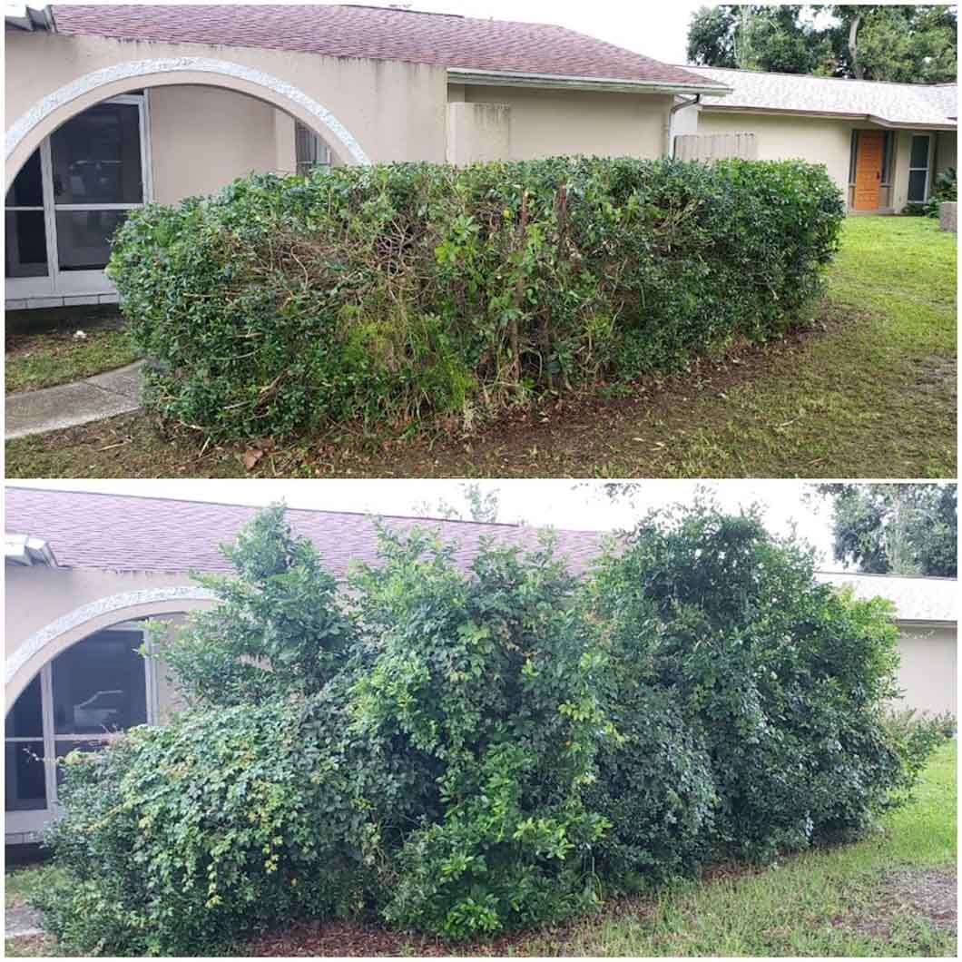 A before and after picture of a hedge in front of a house.