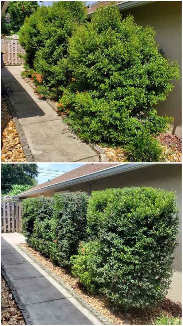 A before and after picture of a row of bushes next to a house.